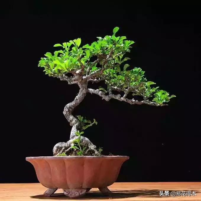 日本长寿梅欣赏,日本长寿梅盆景枝条养护