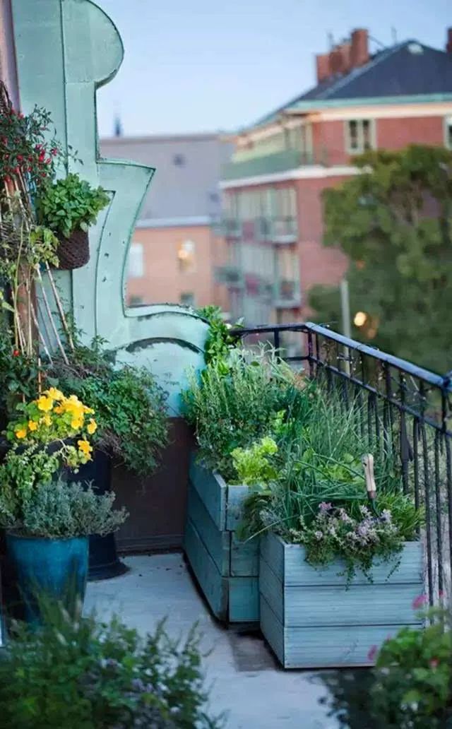 抓住5个关键点，确保阳台盆栽顺利过冬，来年盛开更旺更兴盛