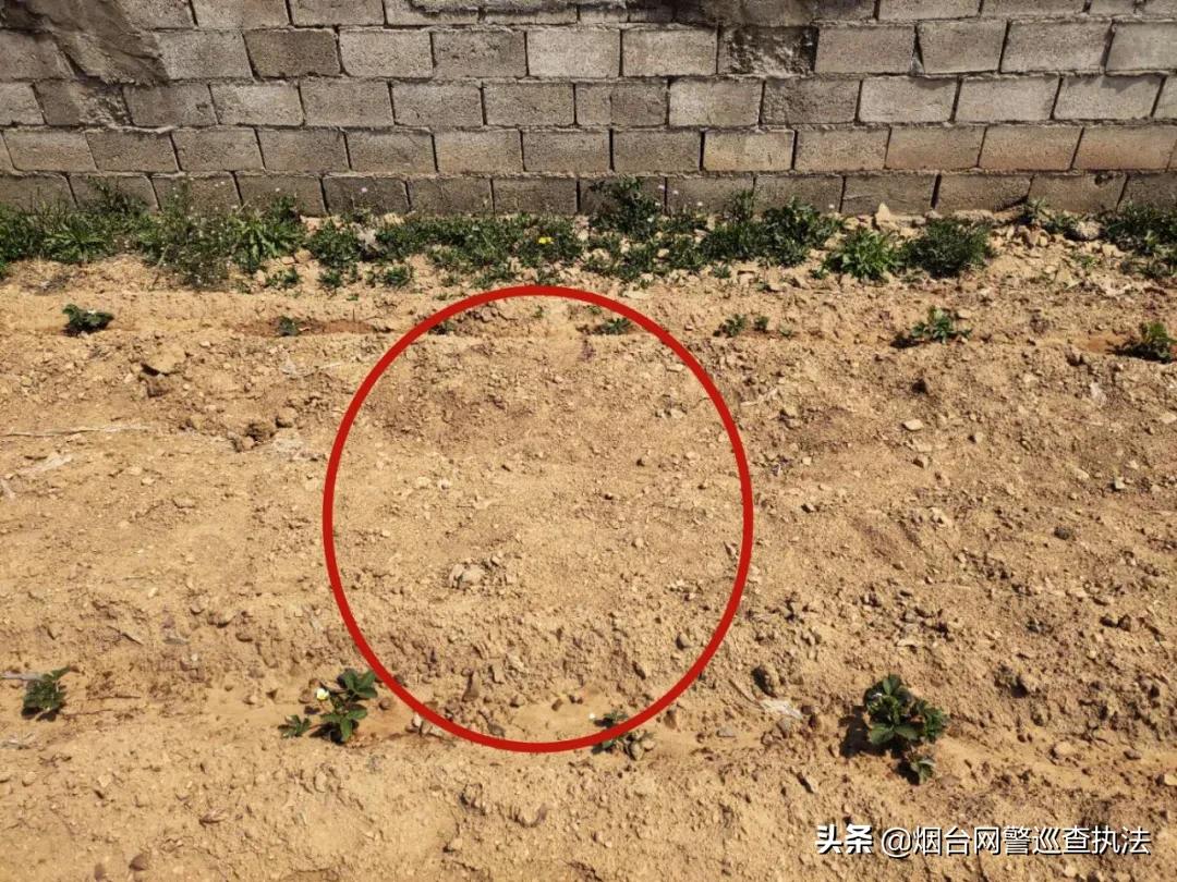 月黑风高偷猪崽，蜀黍叫你“赔了夫人又折兵”！