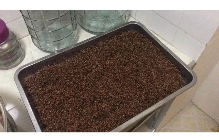 白酒生料酿酒发酵技巧视频,家庭白酒酿酒最简单的方法