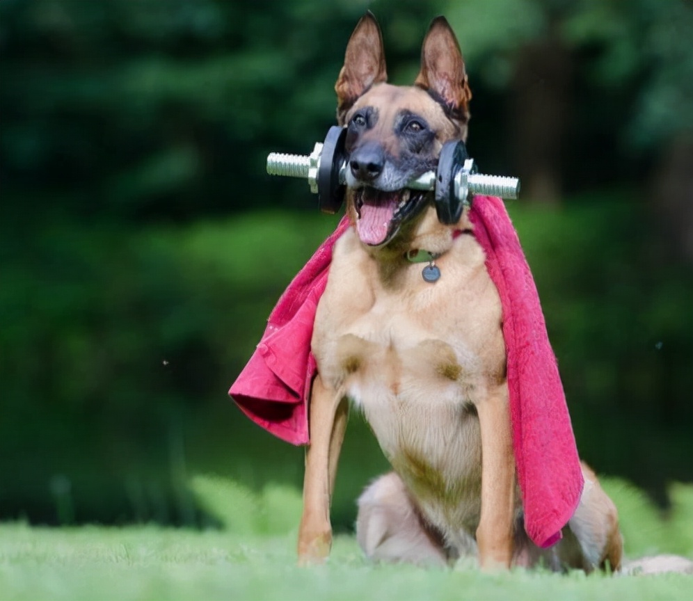 宠物咬人法律怎么处理,狗狗护食咬人纠正全过程