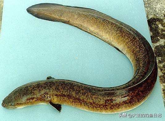 中华鳖保护动物,鳖是国家一级保护动物么