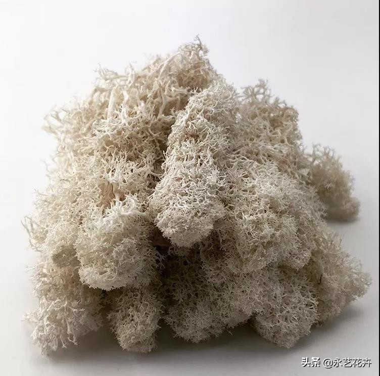 永生花苔藓植物墙,永生苔藓的价格