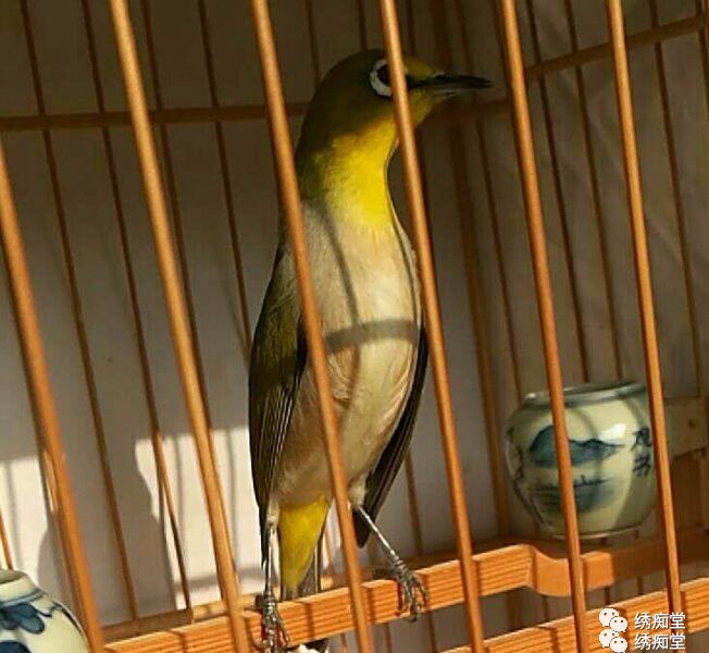 绣眼鸟跳丝怎么办,绣眼鸟跳杆