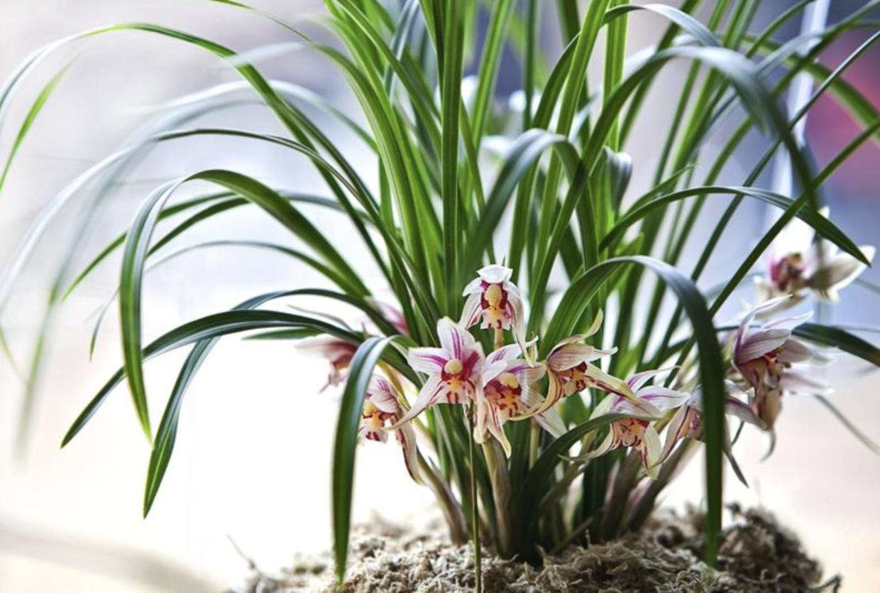 寒兰和春兰花有什么区别,寒兰和春兰区别