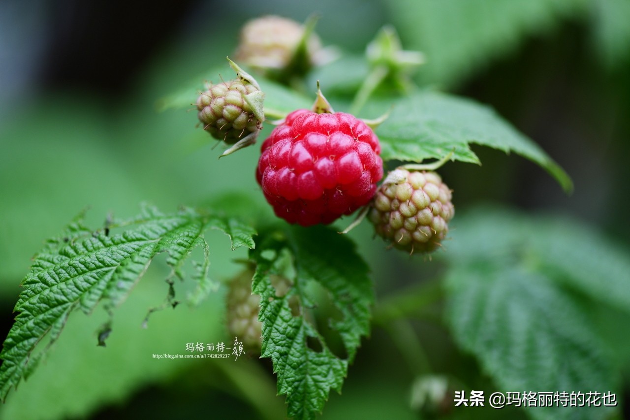 花园里种树莓吗,树莓在庭院里如何种植