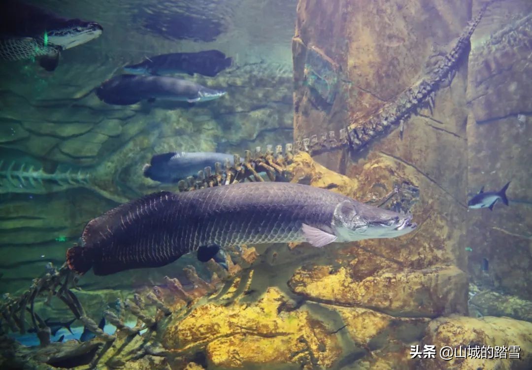 重庆巴南区旅游攻略,巴南主城区一日游的绝佳去处