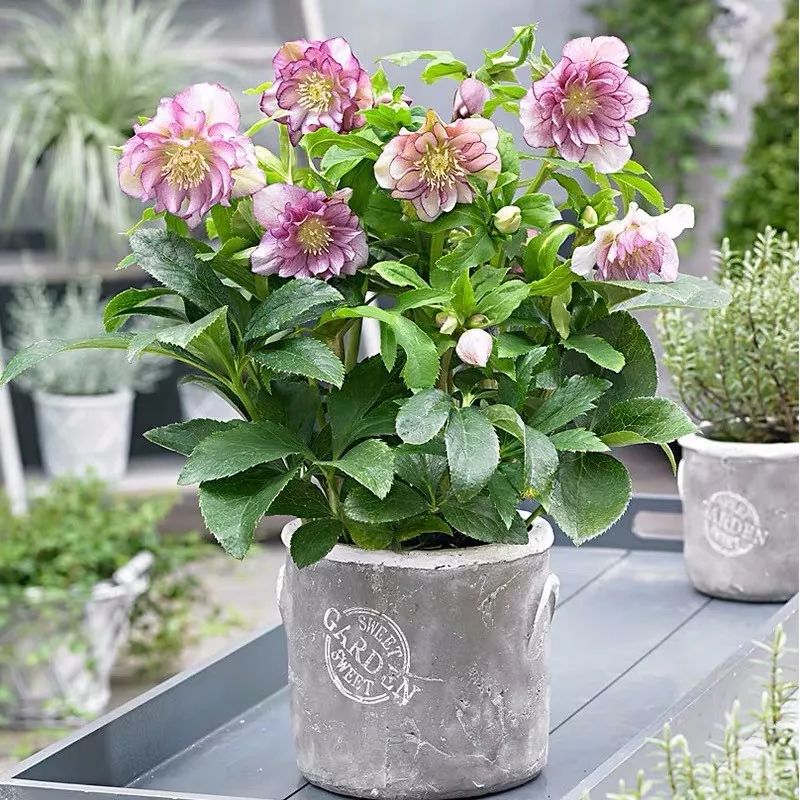 冬天一定要养的十种花,冬天养花养哪些植物好看