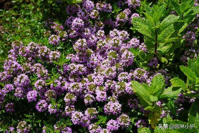 原来薄荷也开花，有点小浪漫！你见过么？