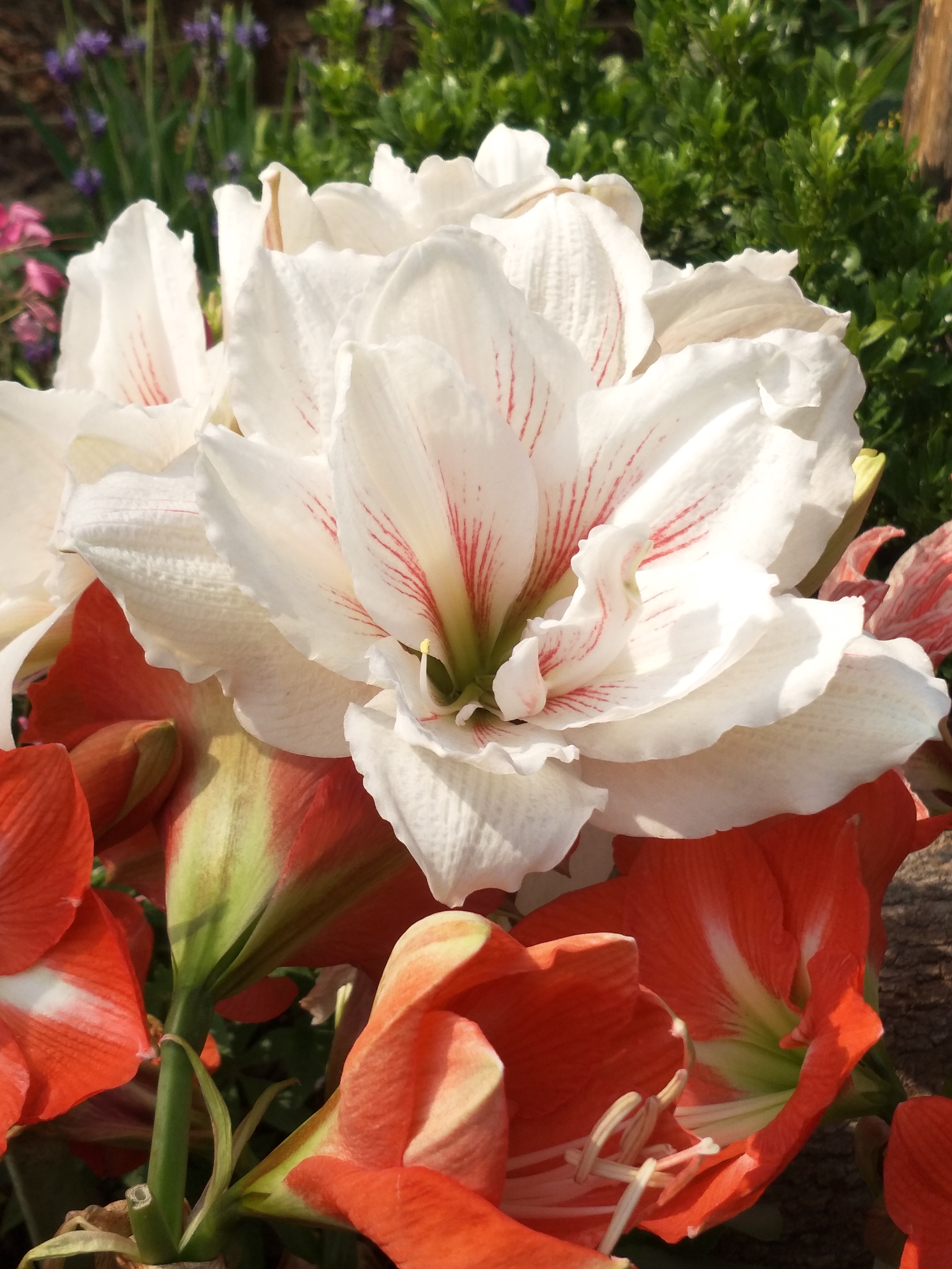 遇见花开深圳,遇见花开鲜花派对