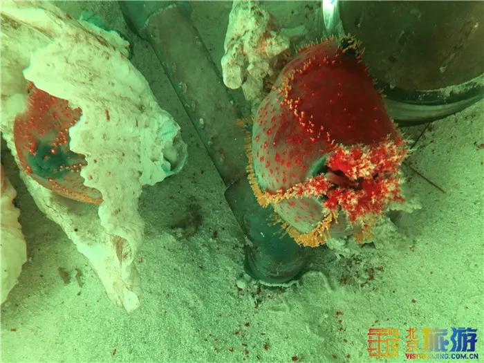 周末有风？别怕，来北京这里看花花草草和无数小可爱！猜到是哪里了吗？