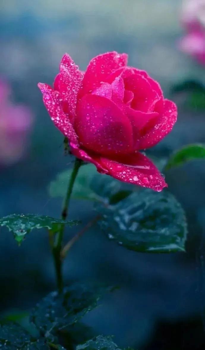 玫瑰花的诗句欣赏,玫瑰花诗句最著名诗句