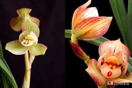 春兰姜氏荷兰名品欣赏,姜氏荷兰花春兰