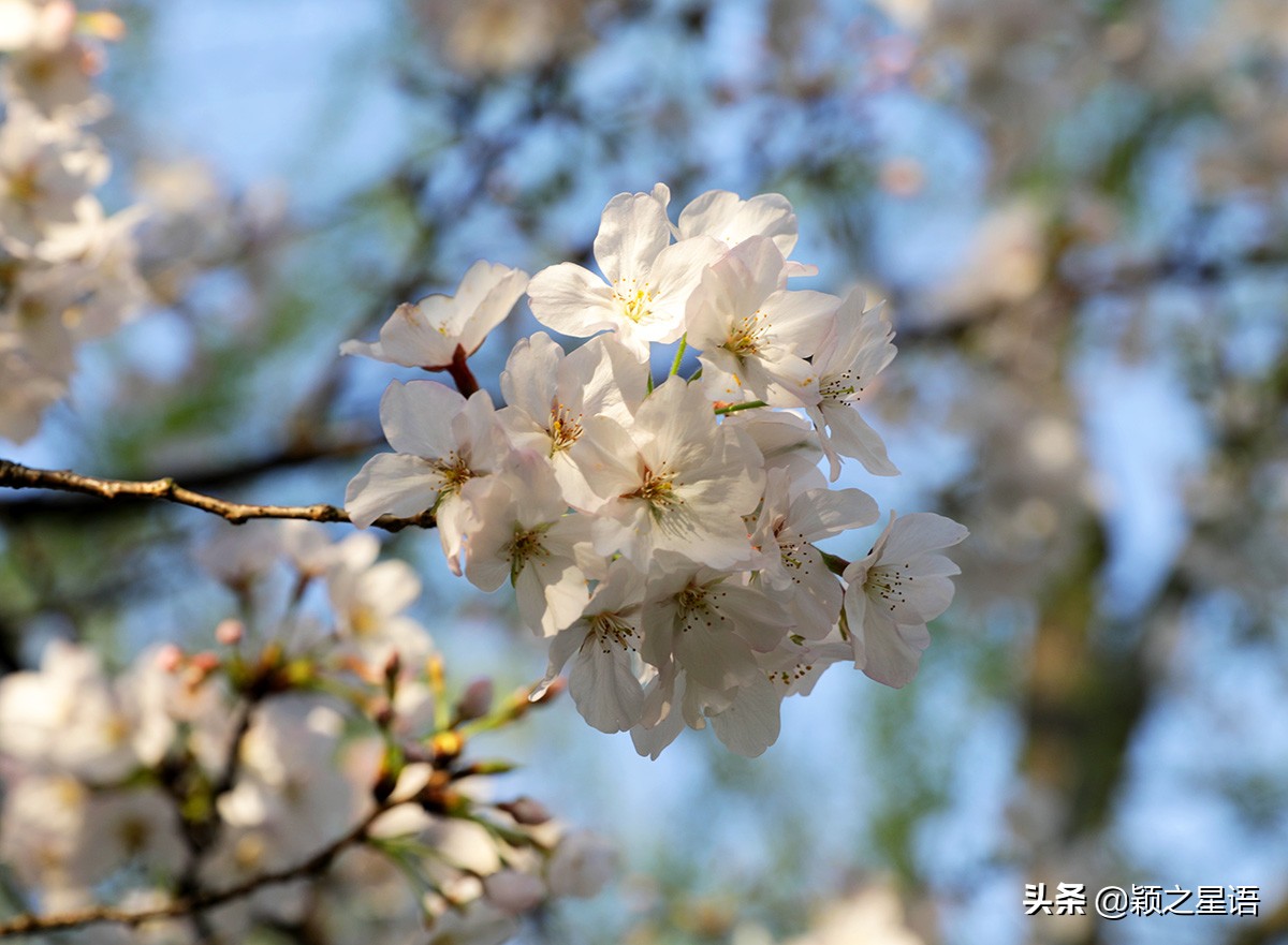 早樱烂漫,看樱花的地方樱花谷