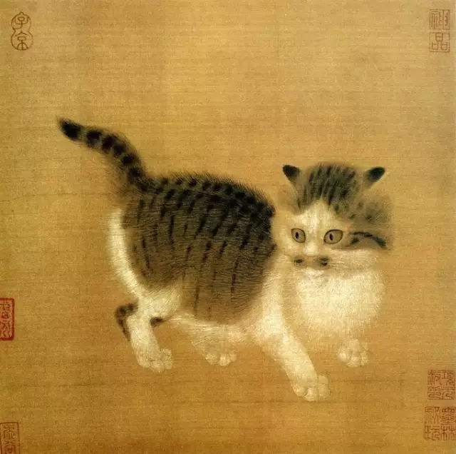 中华田园猫和狸花猫有什么区别,古代中华田园猫排行