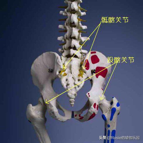 盘坐后腿疼,盘膝坐后直立起来腿痛