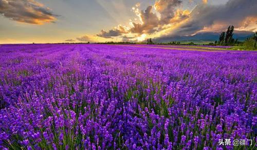 新疆产的衣草精油,正宗伊犁薰衣草精油