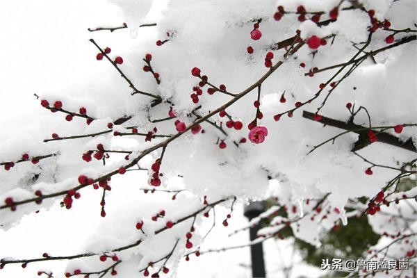 冰天雪地寒梅傲雪,初冬踏雪去寻梅