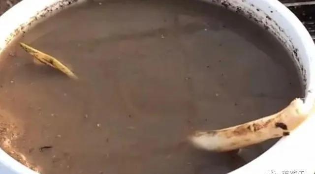 碗莲能养小鱼吗,一缸碗莲养几条小鱼