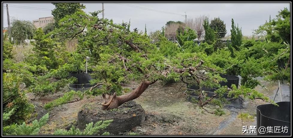 盆景素材的取舍,盆景素材哪些品种好活