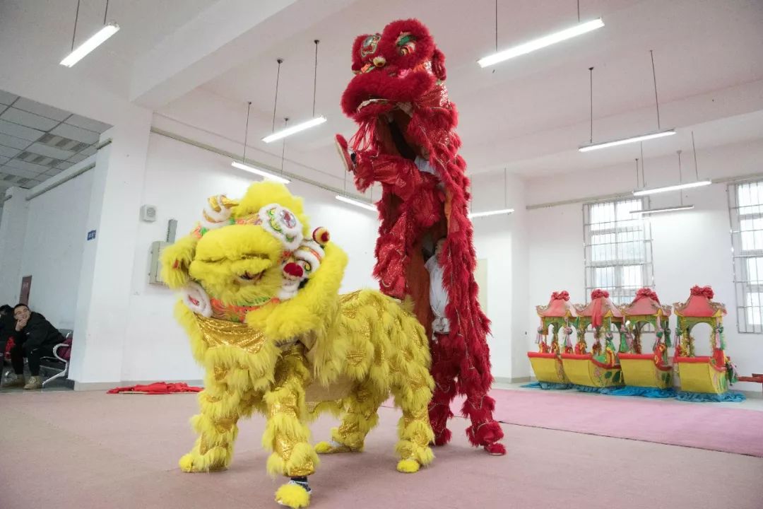 这群中江狮子为啥逗人爱?能跳能翻还会抓痒眨眼、难怪火了7年