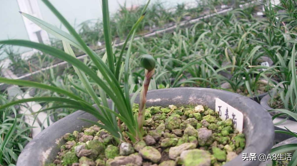 每日一品中国兰花春兰,每日一品完整视频