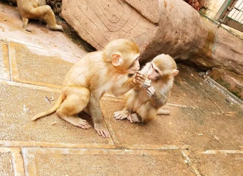 无法离昆,就地过年!昆明亲子游推荐路线重磅来袭!花样过牛年