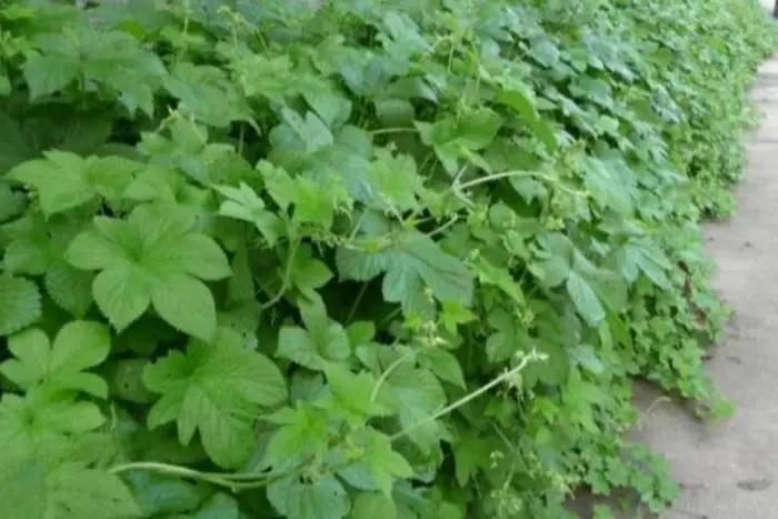 院子里有杂草适合养什么,庭院清除杂草的最佳方法