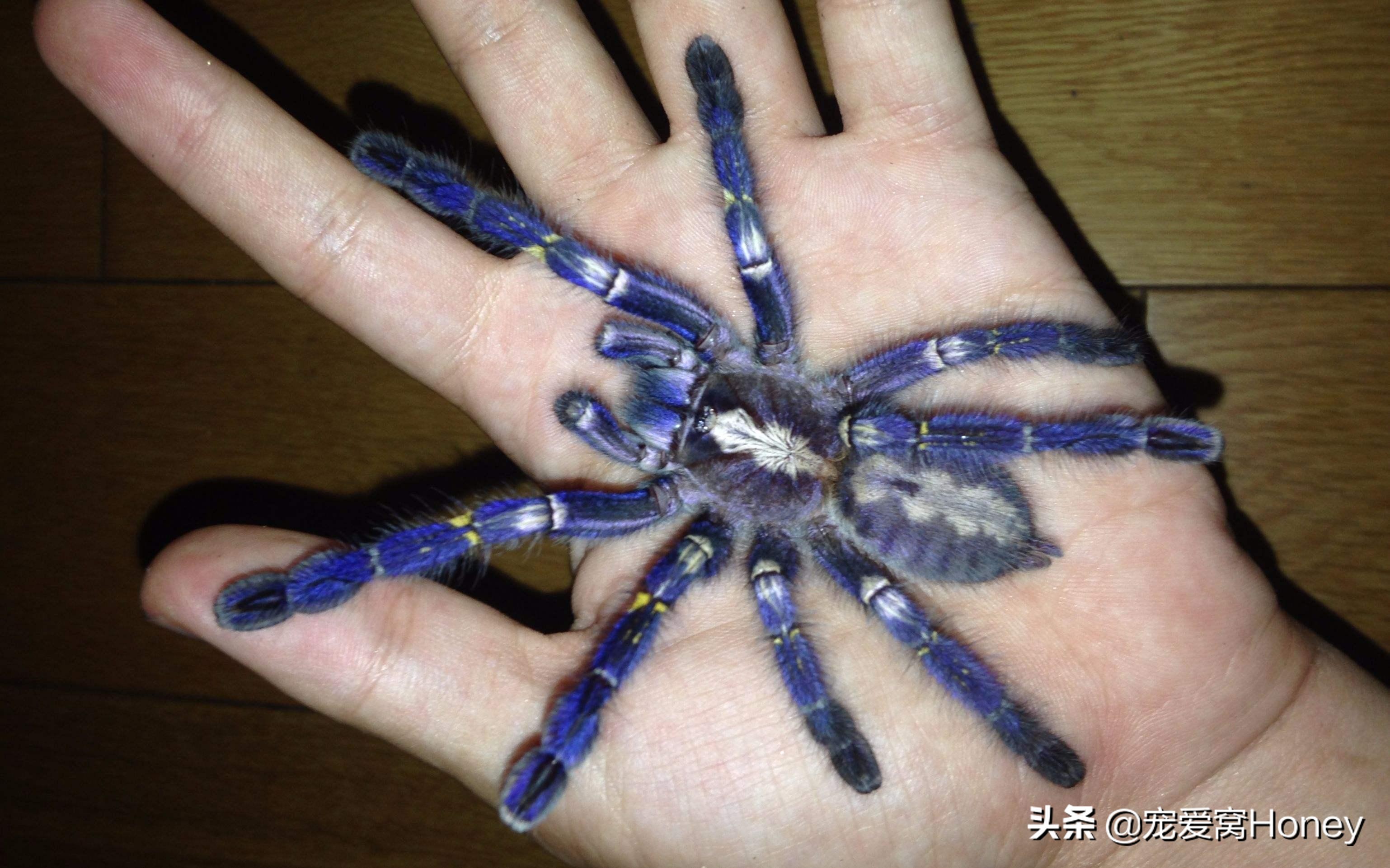 家里的蜘蛛怎么消灭用什么药,家里有蜘蛛怎么处理小妙招