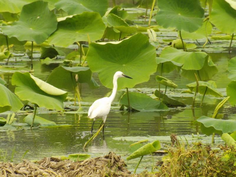 辛弃疾一首绝妙好词,辛弃疾最著名的一首西江月