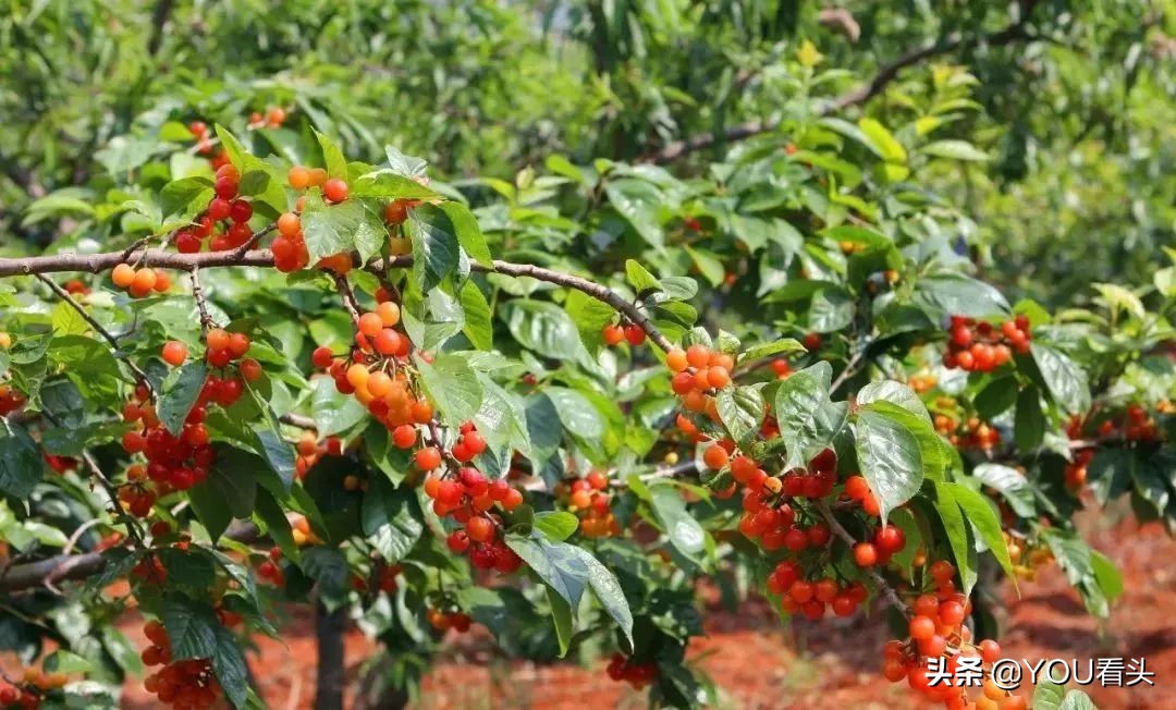 成都市恩桃儿,恩桃成都