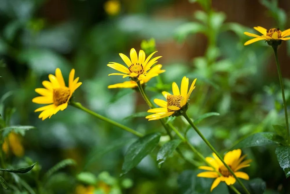 雨水花园植物区,雨水花园水生植物