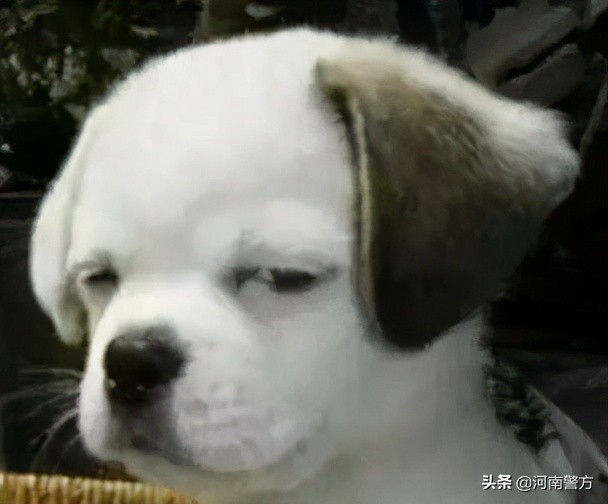 中国人不骗中国人交警篇,开封警花任勤勤