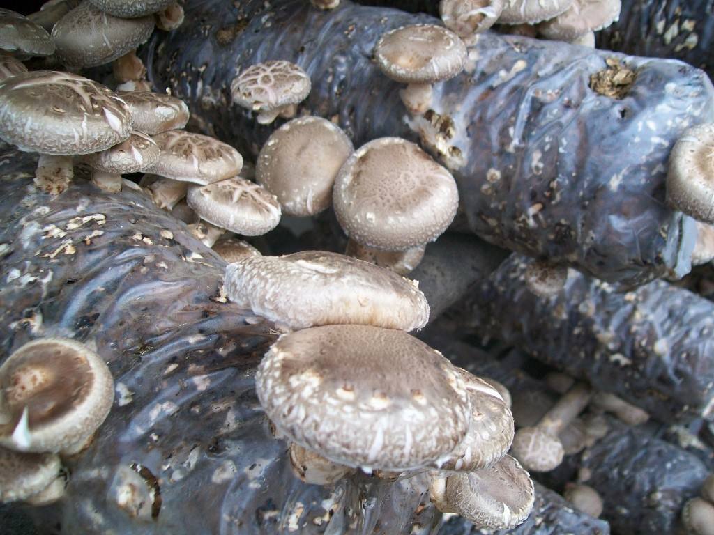 在家养可以吃的蘑菇,喜欢吃蘑菇和西兰花