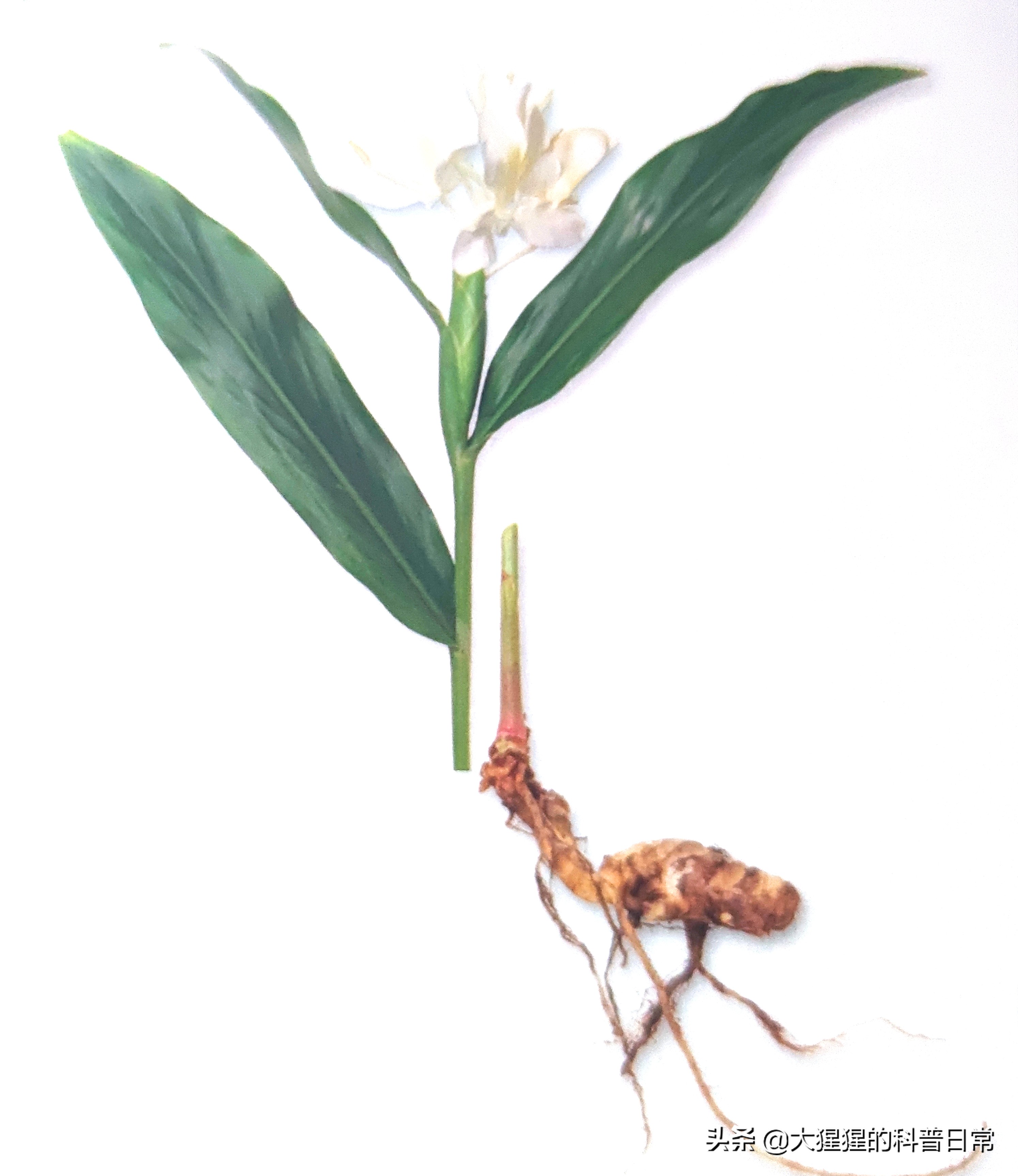 单子叶植物双子叶植物的简图,单子叶植物叶脉是什么