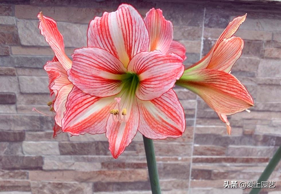 鏈遍《绾㈠井淇＄兢,鏈遍《绾㈢兢