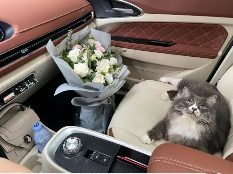 欧拉好猫mini,欧拉好猫五菱宏光mini