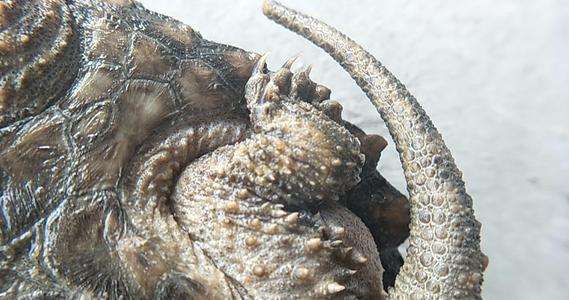 鳄龟的天敌是谁,鳄龟在野外几乎没有天敌