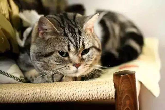 如何有效的避免宠物丢失,家里有小型宠物丢失怎么办