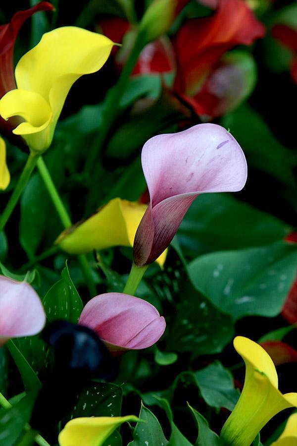 彩色马蹄莲的养殖方法和注意事项,彩色马蹄莲花为什么会滴水