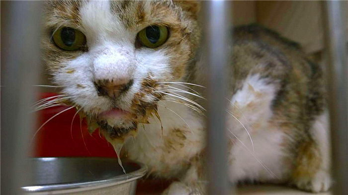 猫咪喝了防冻液会死吗,猫咪吃了防冻液什么症状