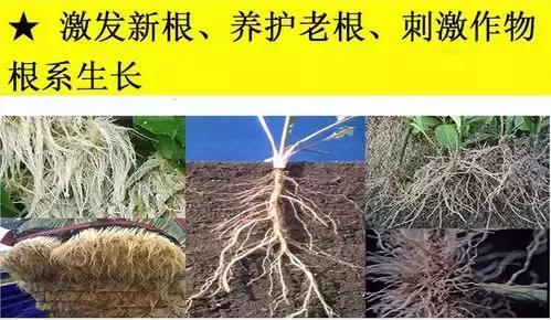 大姜种植过程容易产生的病害,大姜种植前如何预防病毒