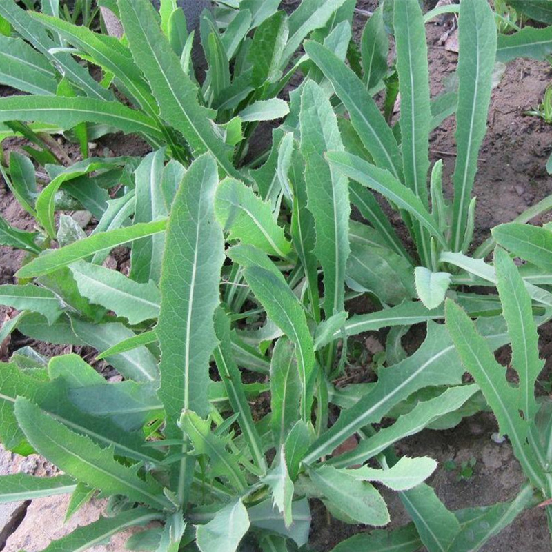 农村常吃的40种野菜你吃过几种呢,这10多种野菜你吃过哪些