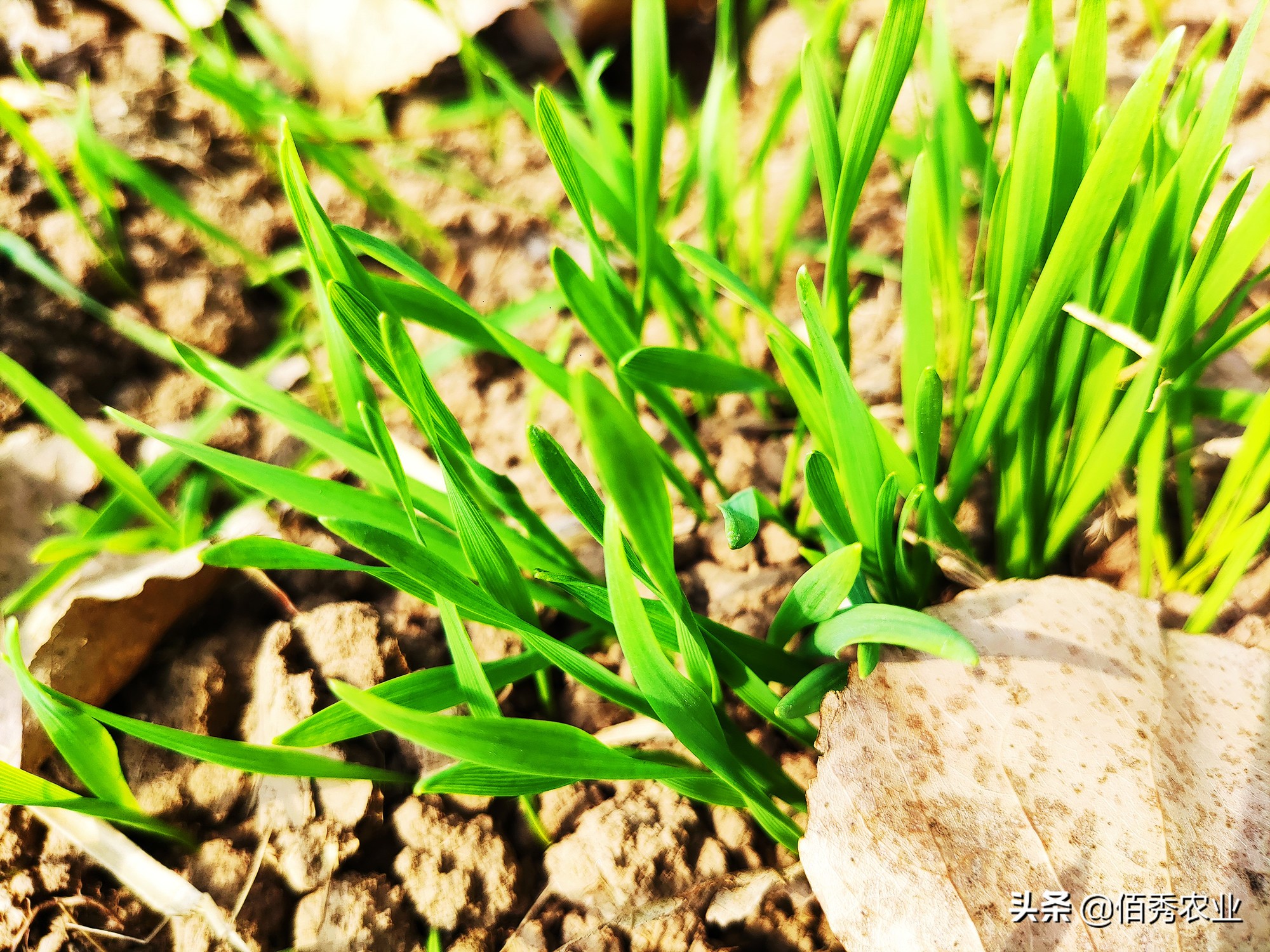 业内人透露小麦种子的“秘密”:改小包装提高价格,反受农民欢迎