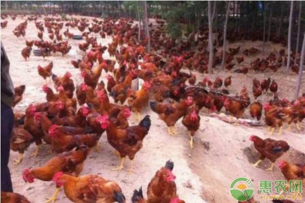 2024年蛋鸡养殖市场行情前景如何,2022蛋鸡养殖行情怎么样