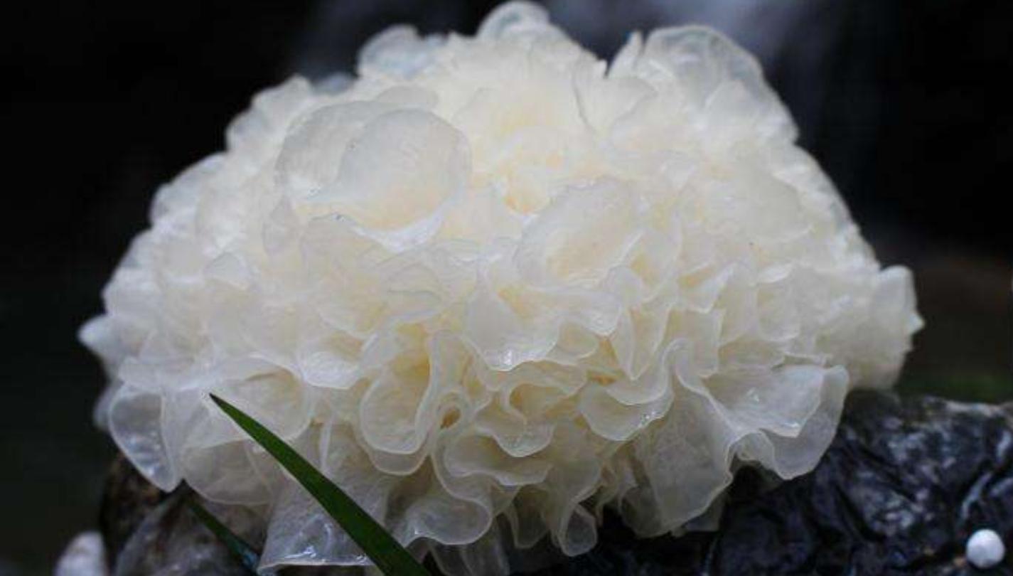 银耳莲子百合红枣枸杞汤的做法,百合莲子银耳雪梨汤的做法大全