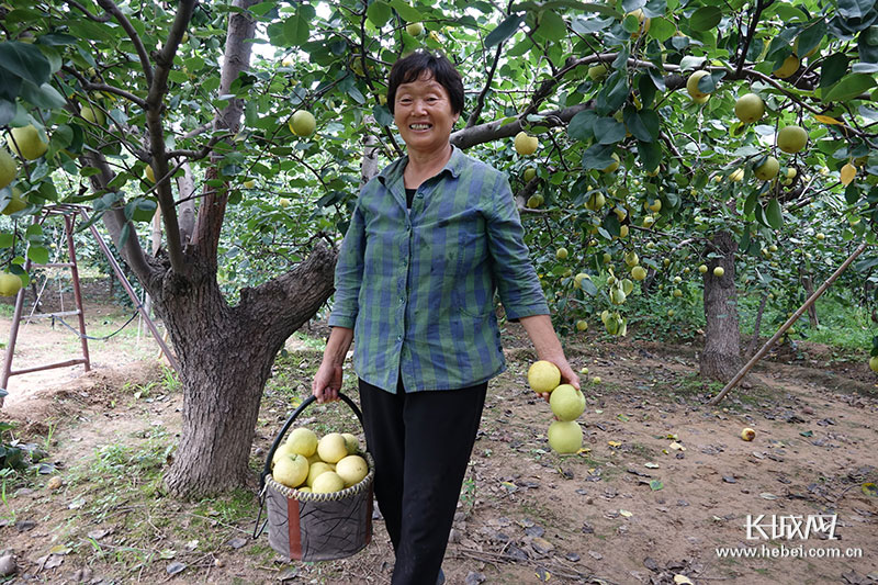 河北晋州特级甜鸭梨,河北百年老梨树鸭梨