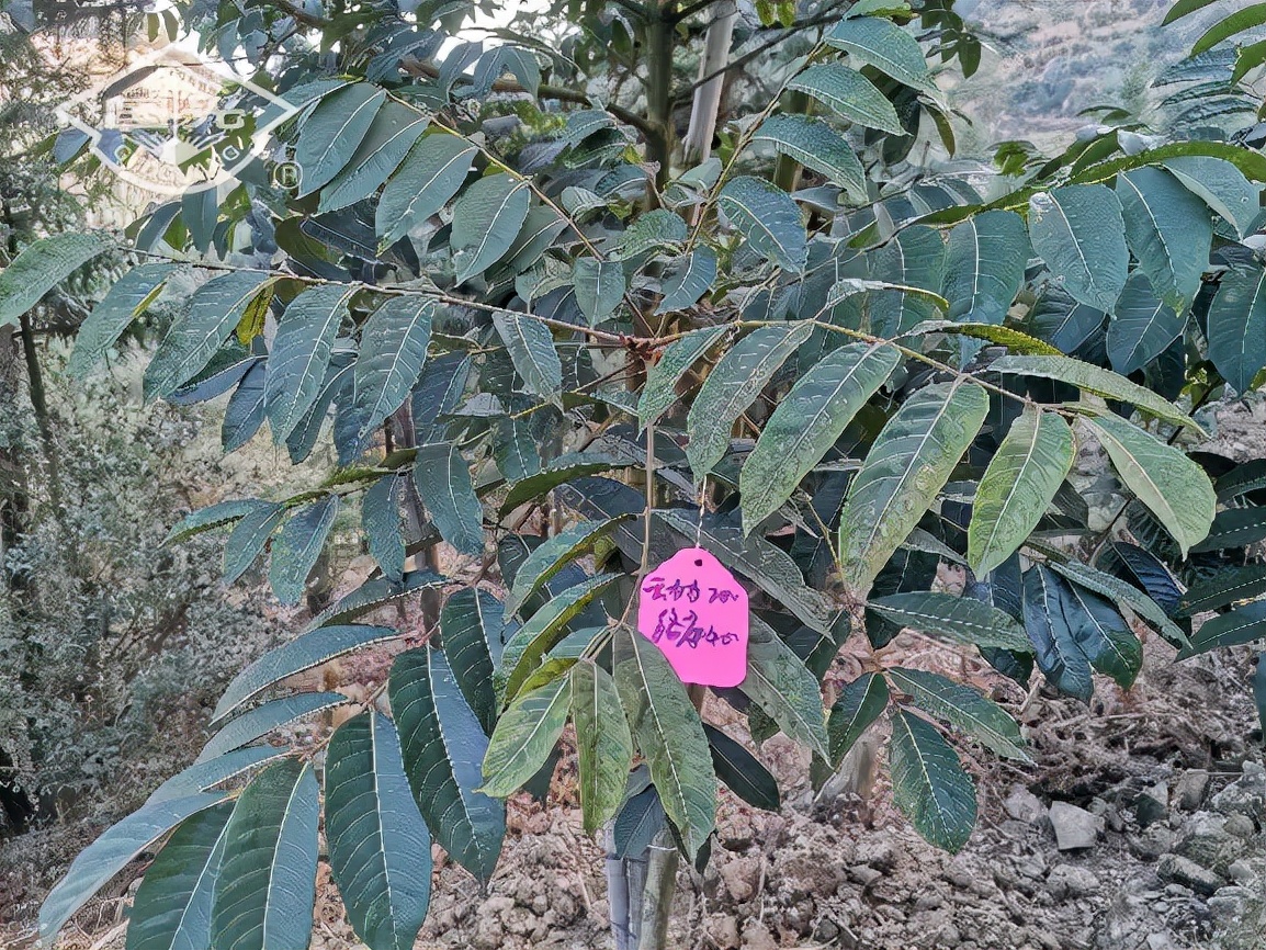 冬天橄榄树怎么防冻,橄榄苗怎样防霜冻