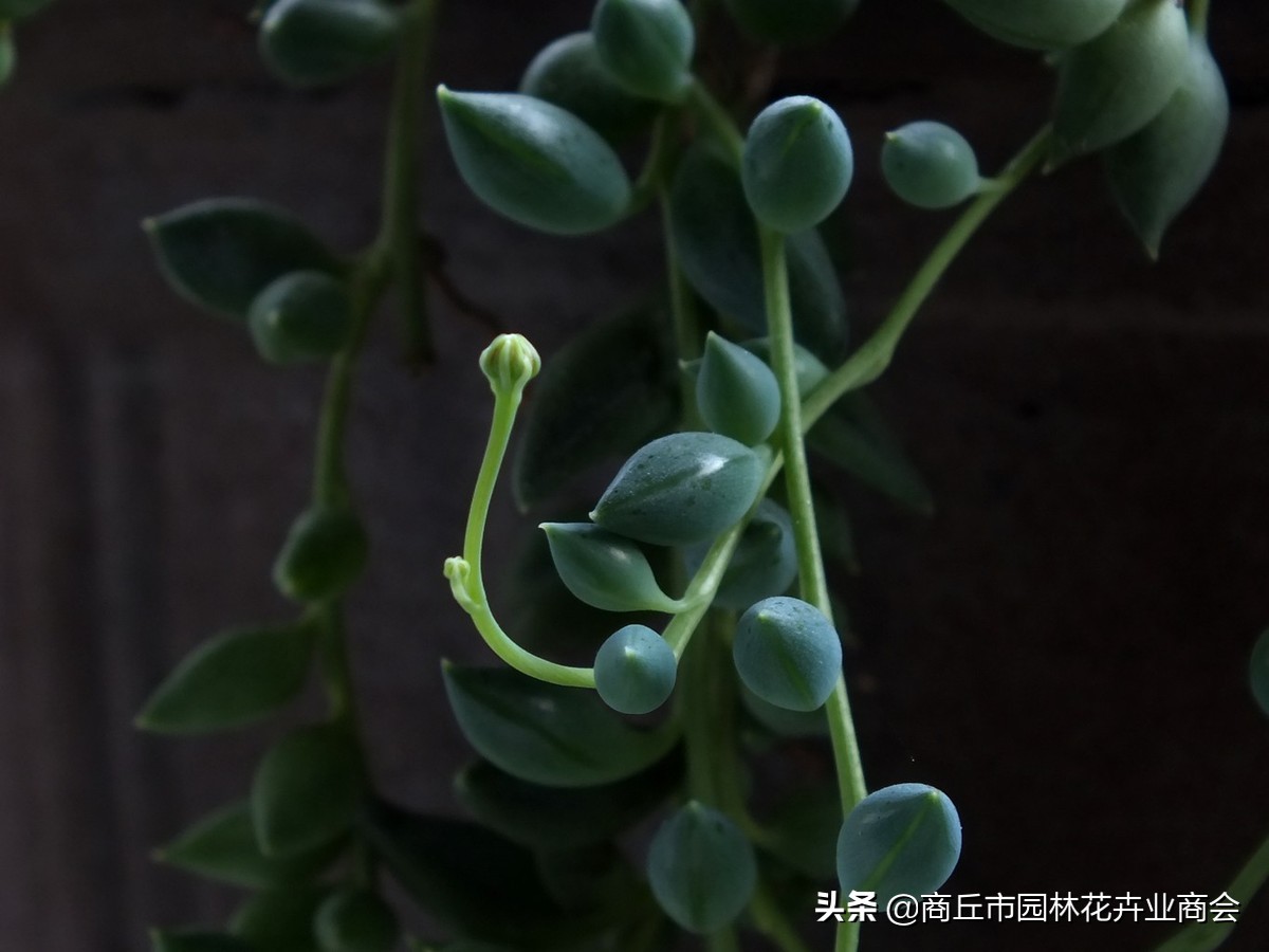 情人泪怎么养根系,情人泪怎么养才爆盆