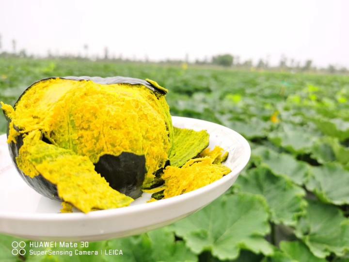 进口贝贝南瓜和国产贝贝的区别,贝贝南瓜的鉴定方法